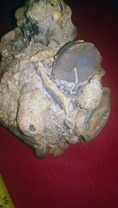 Enter your image caption here